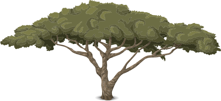 tree acacia 3