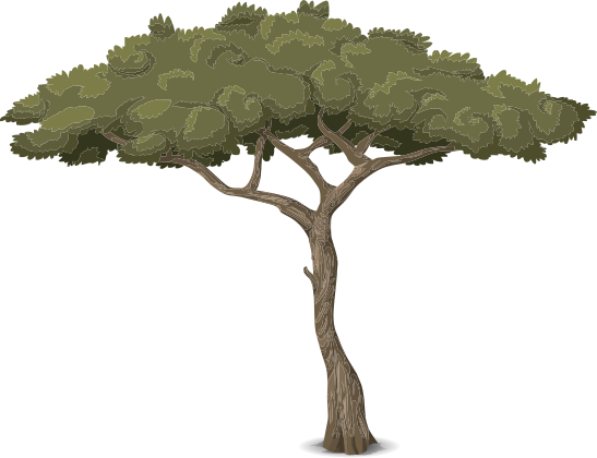 tree acacia 4