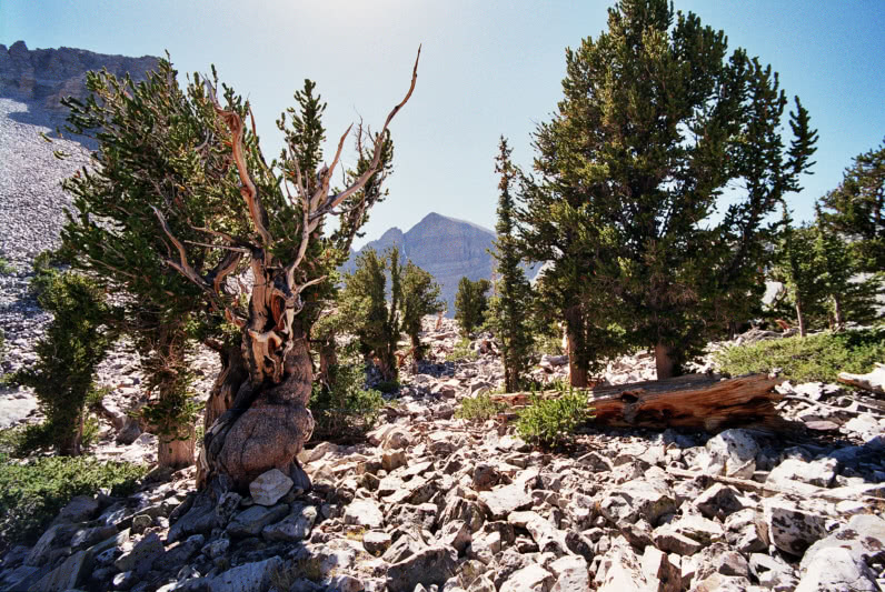 Bristlecone pine Prometheus almost 5000 years old