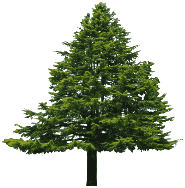 Douglass fir