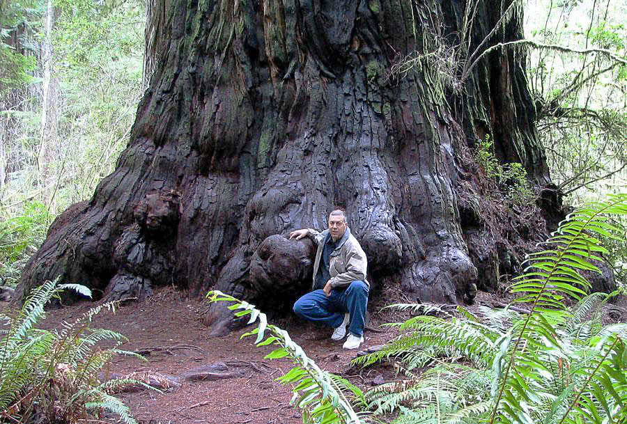 Redwood California  by Vaden