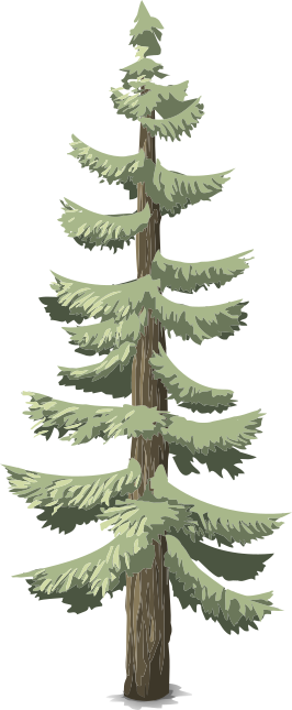 heights coniferous 1