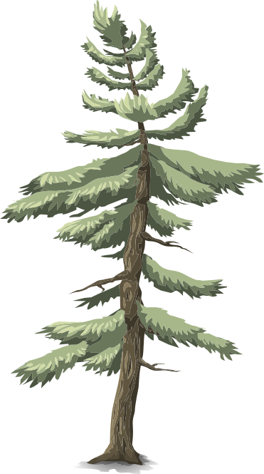 heights coniferous 2