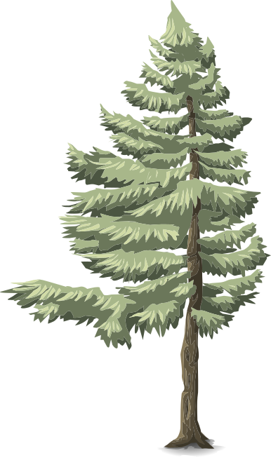 heights coniferous 3