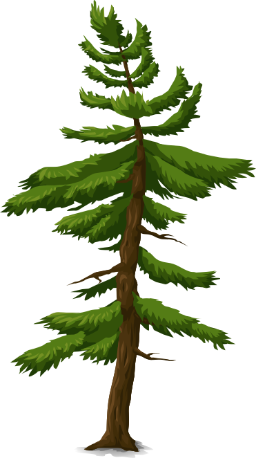 tree coniferous 2
