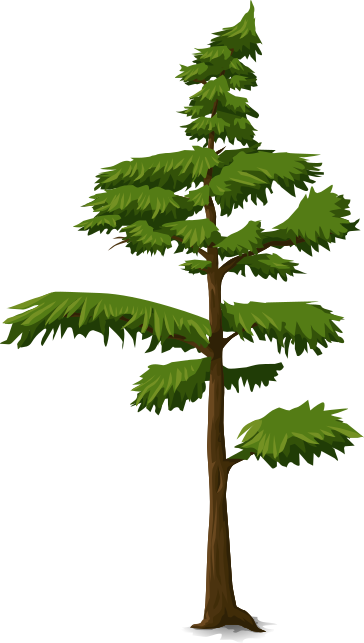 tree coniferous 4