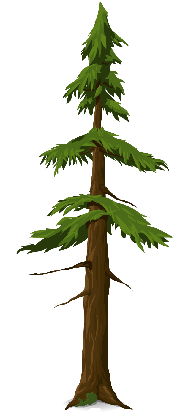 tree coniferous 5