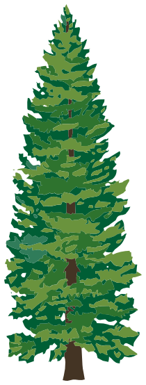 pine tree 2