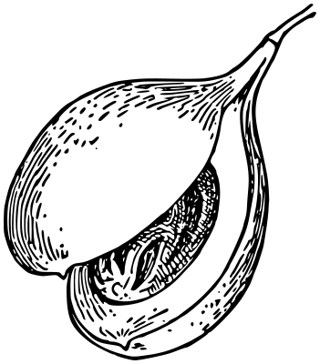 Aril fruit of Nutmeg