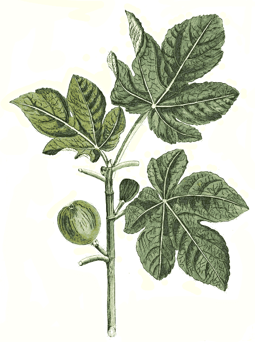 Common Fig  Ficus carica