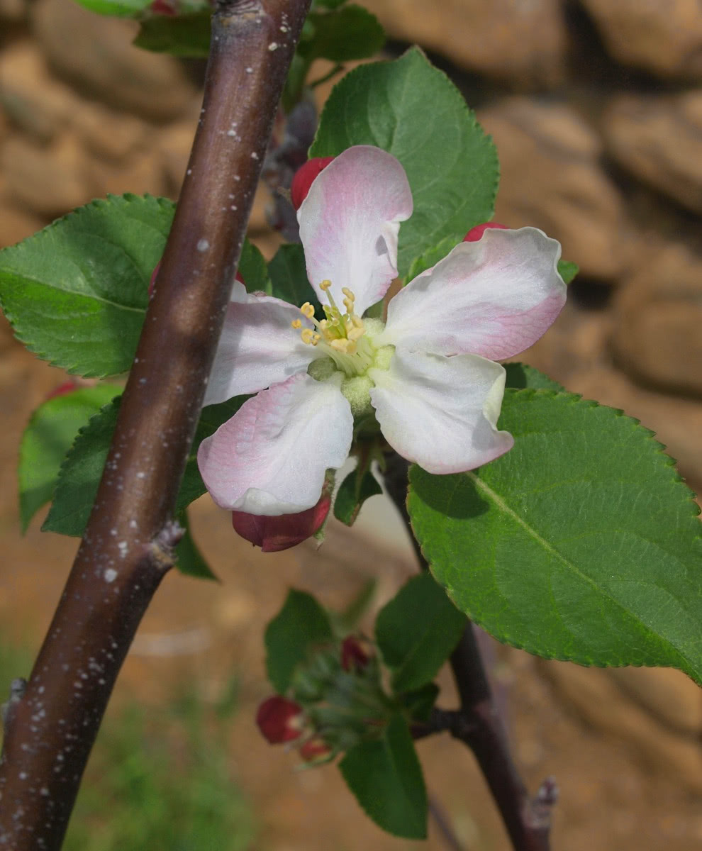 apple blossom photo