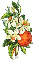 peach blossom 2