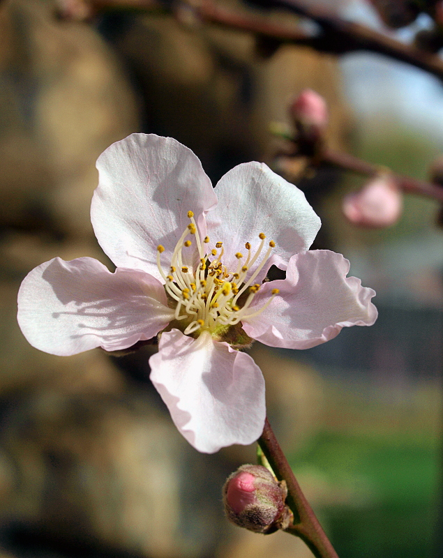 peach blossom photo
