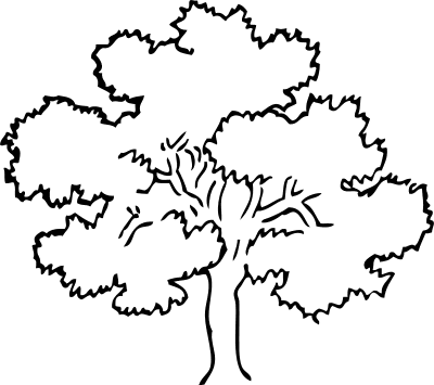 oak tree 2