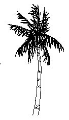 palm tree 6