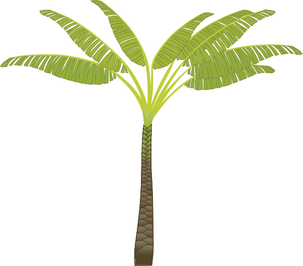 palm tree 7