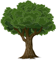 tree deciduous 1