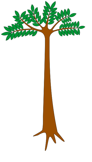 Okoume Tree