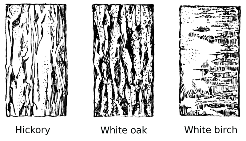 Tree Bark types