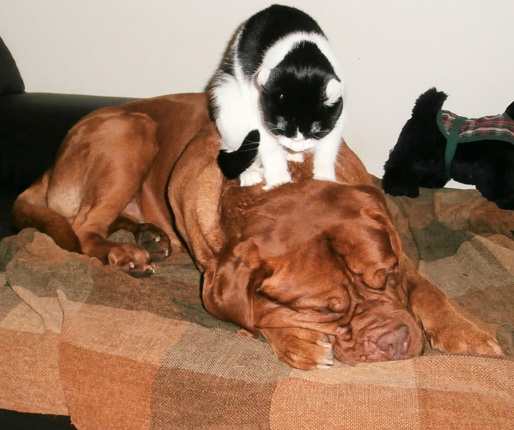 massage dog by cat