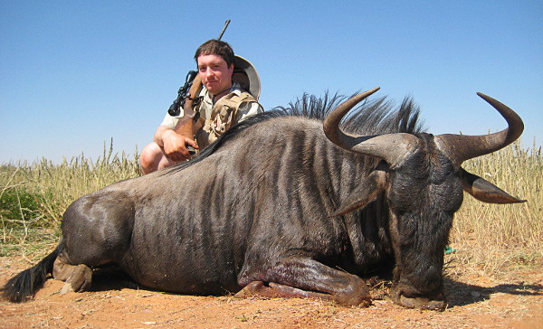 Wildebeest Namibia