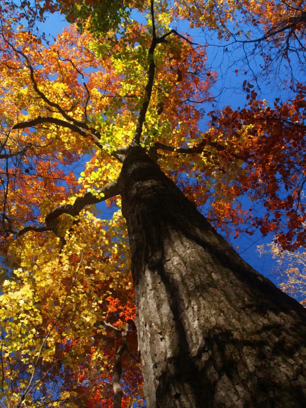 maple tree fall