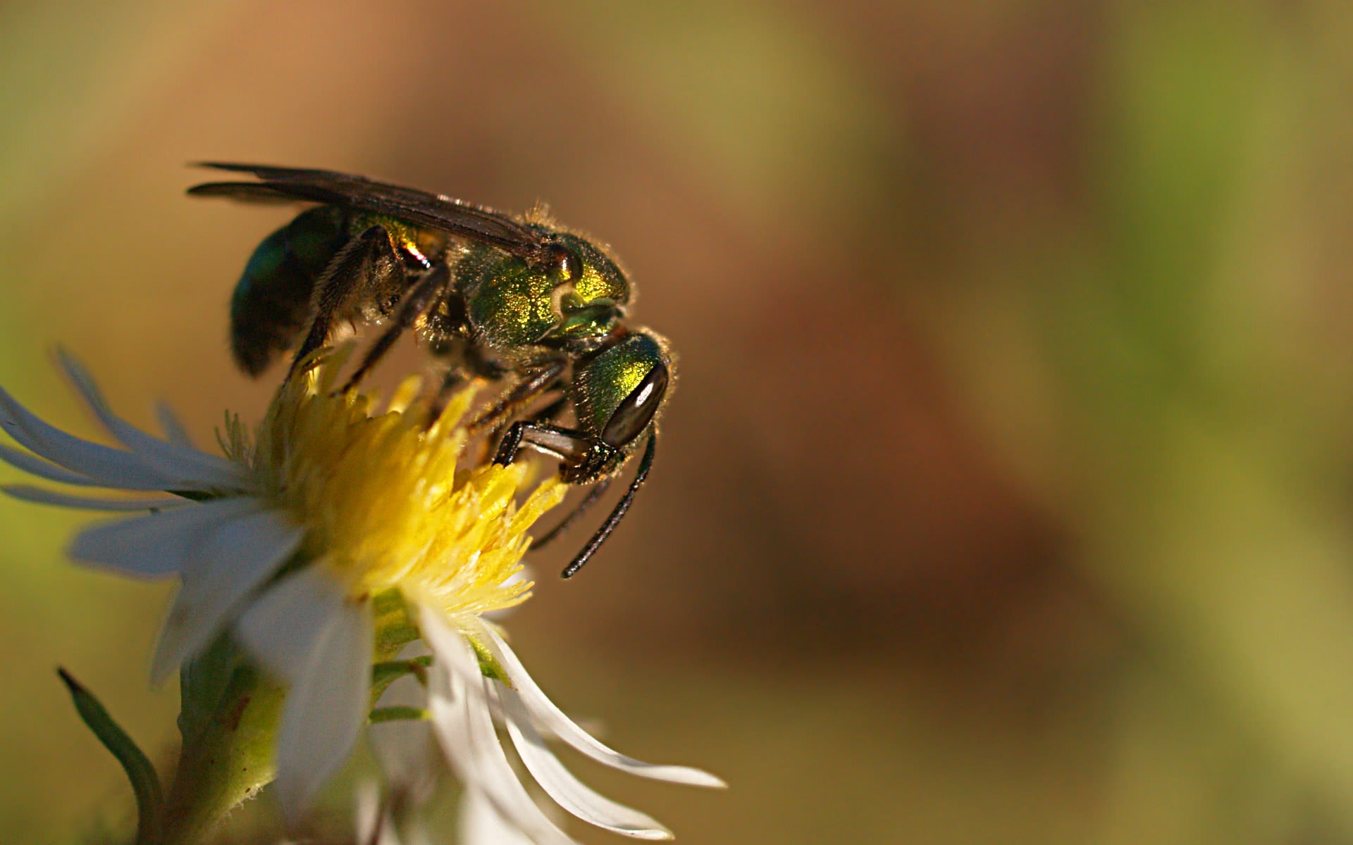 Halictid bee on aster 20141026