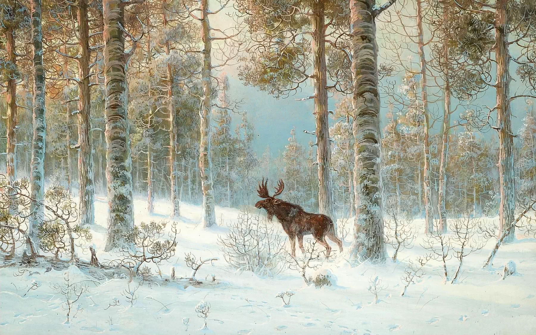 Elk in the Forest