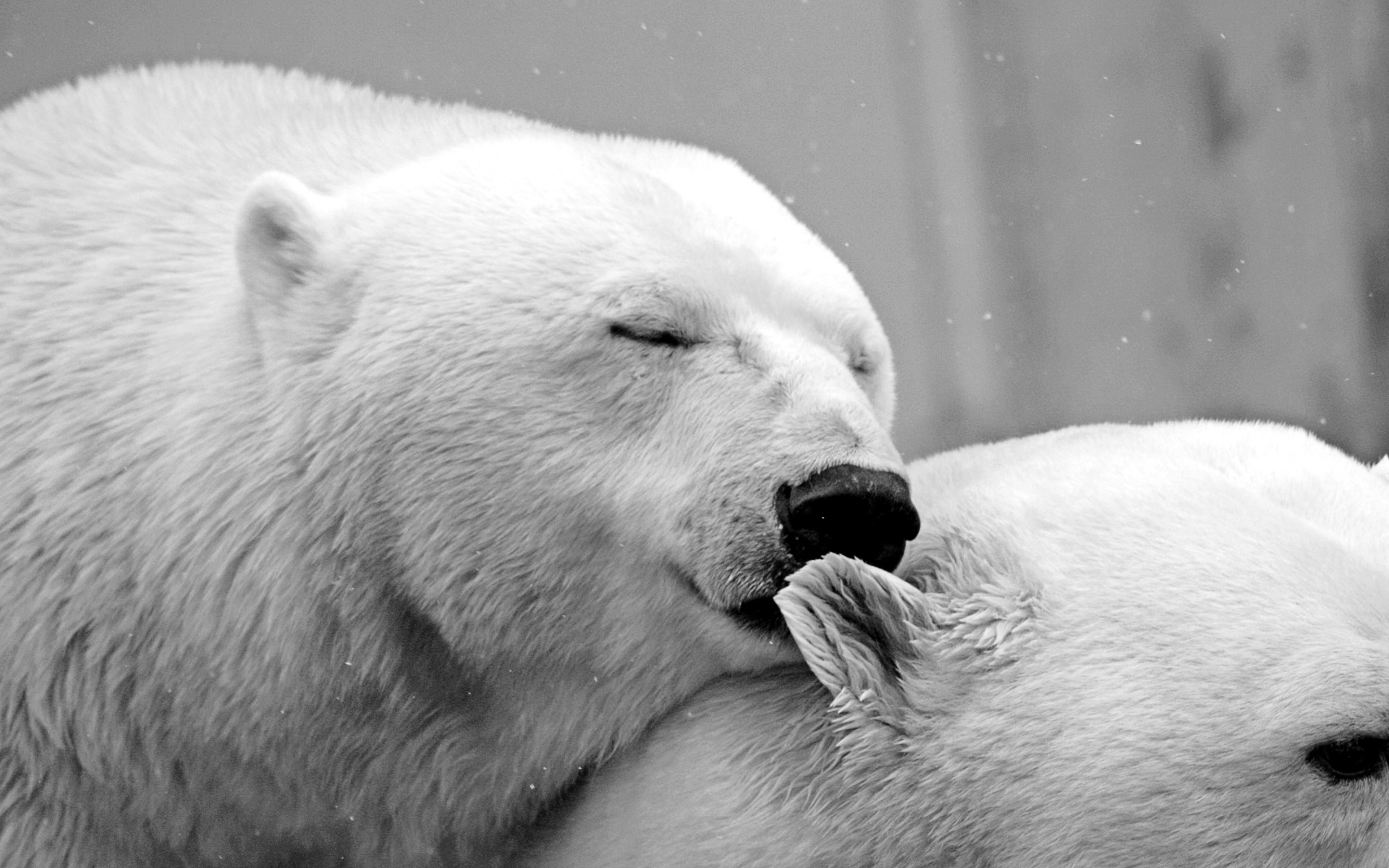 Polar bear affection