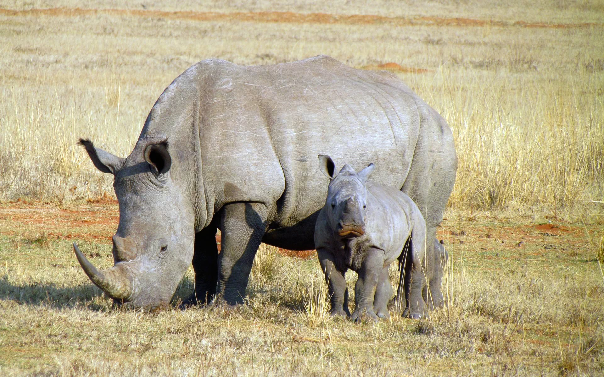 Rhino w cub