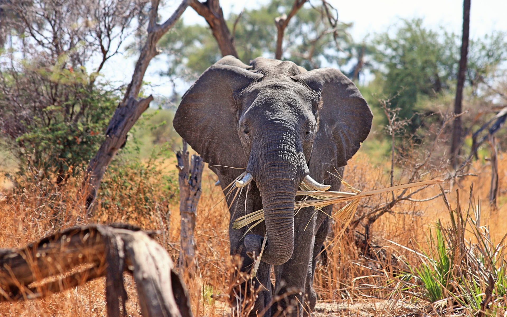 elephant safari