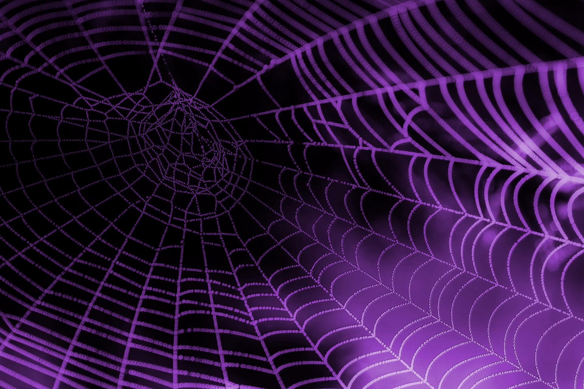 spider web purple