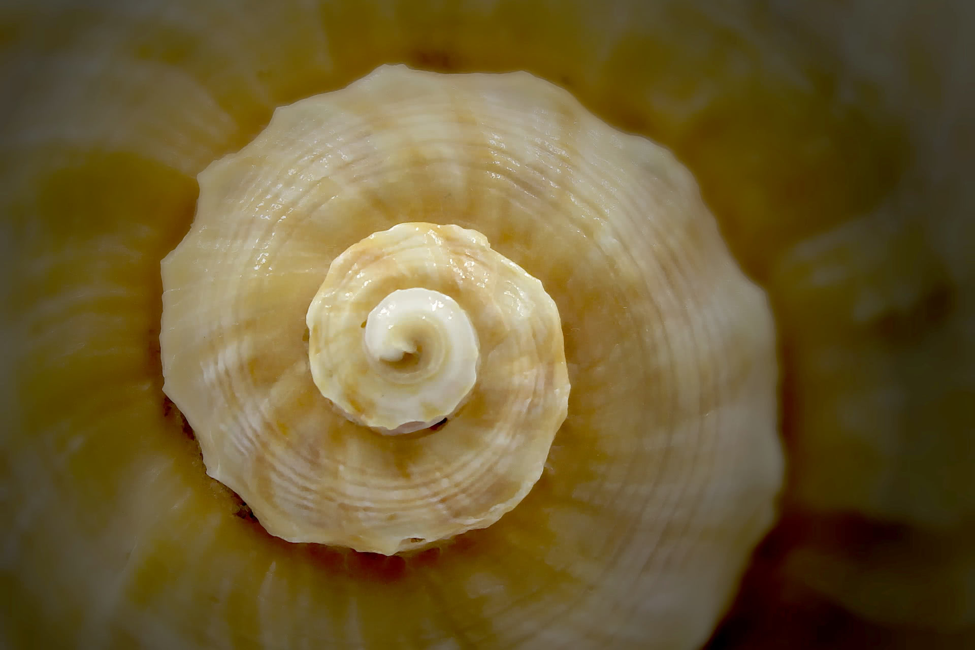 seashell spiral wallpaper
