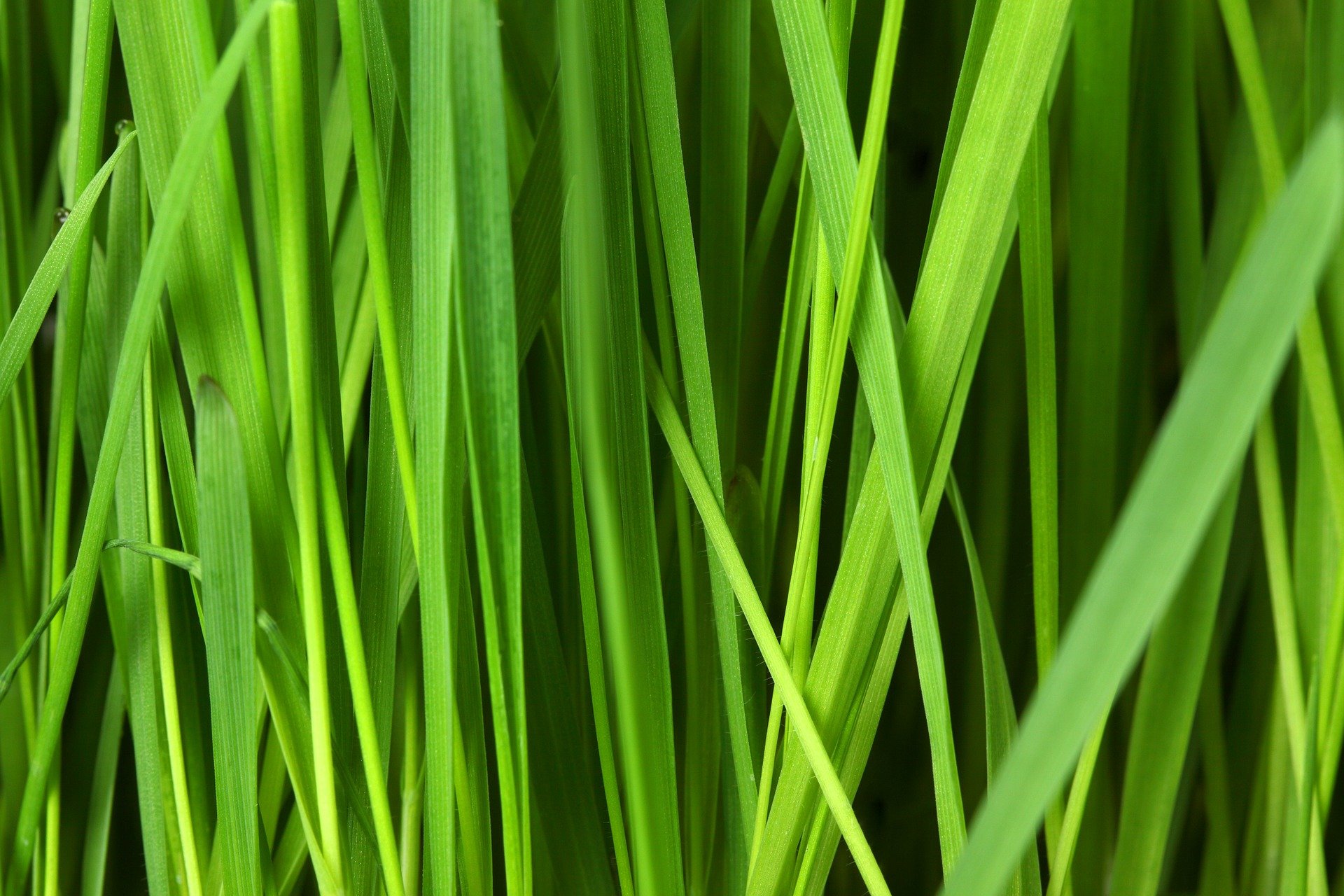 grass