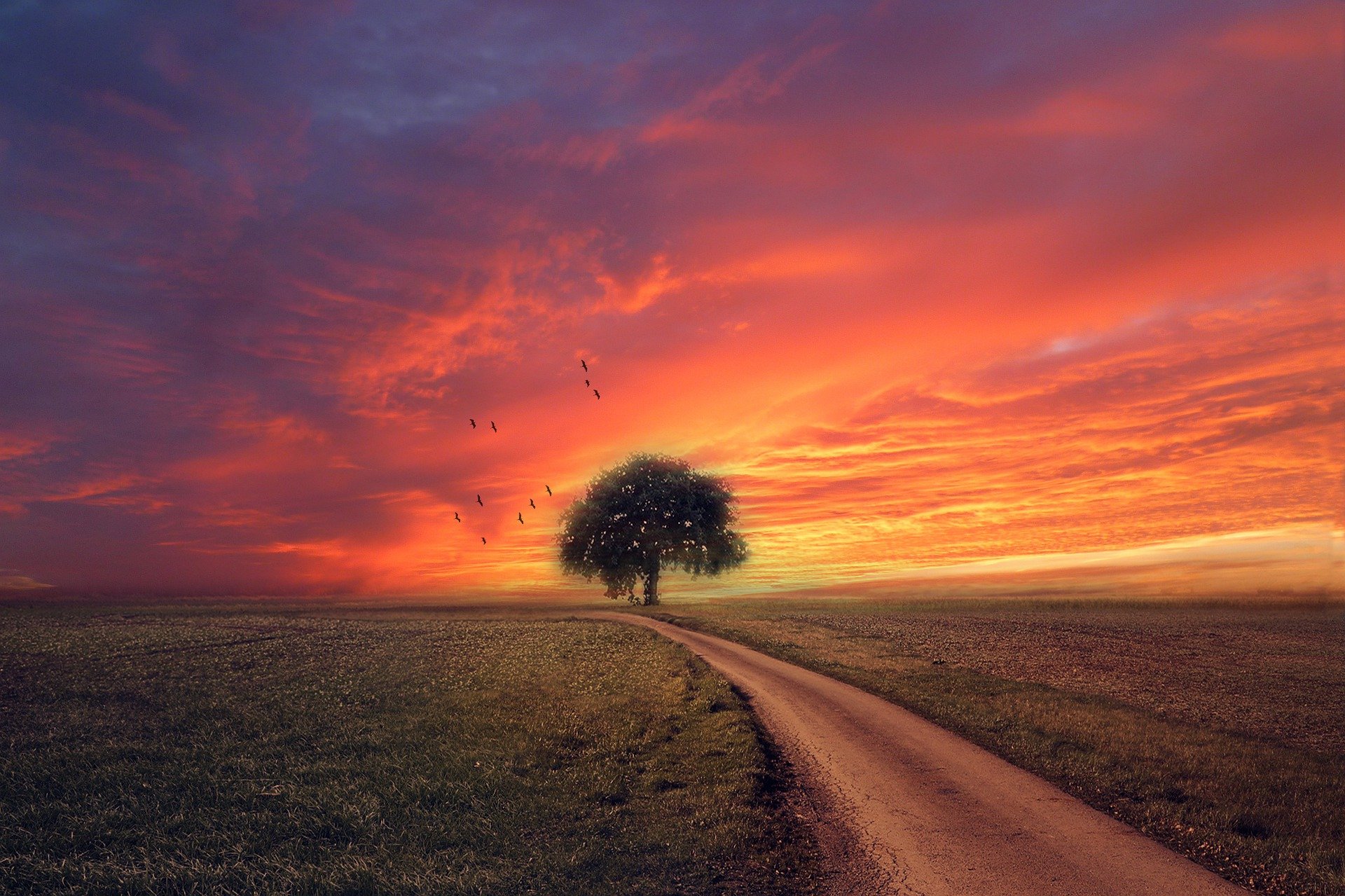 sunset sky field tree