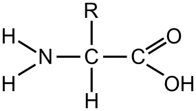 amino acid general