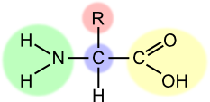 amino acid general HL