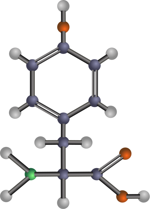 tyrosine  amino acid