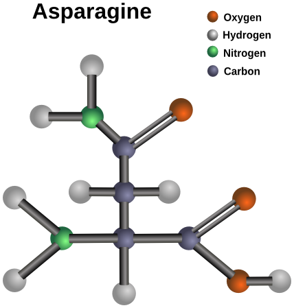 asparagine