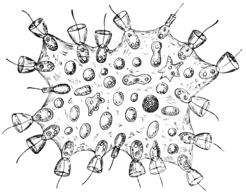 Proterospongia  simple multicellular