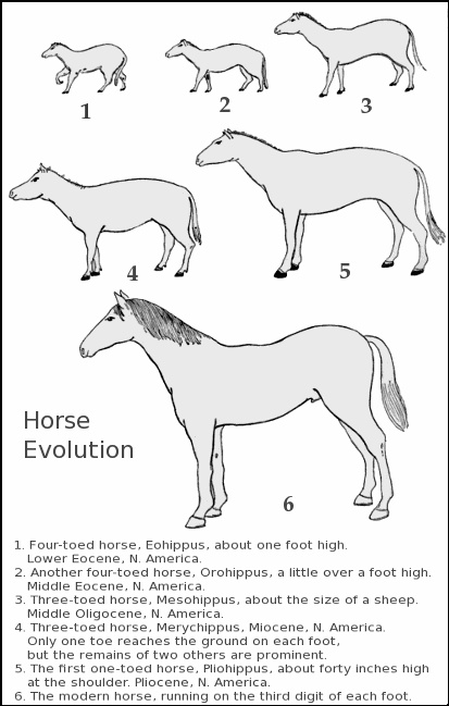 horse evolution - /science/biology/horse_evolution.png.html