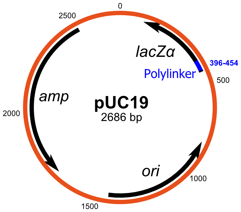 plasmid vector PUC19