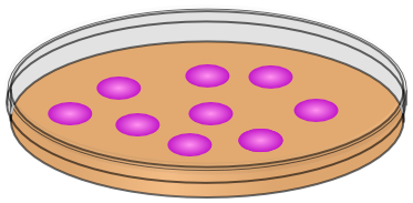 petri dish culture 2