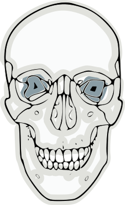 human skull grinning slightly abstracted