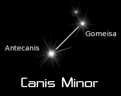 canis minor black