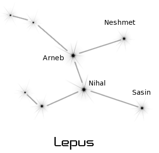 lepus