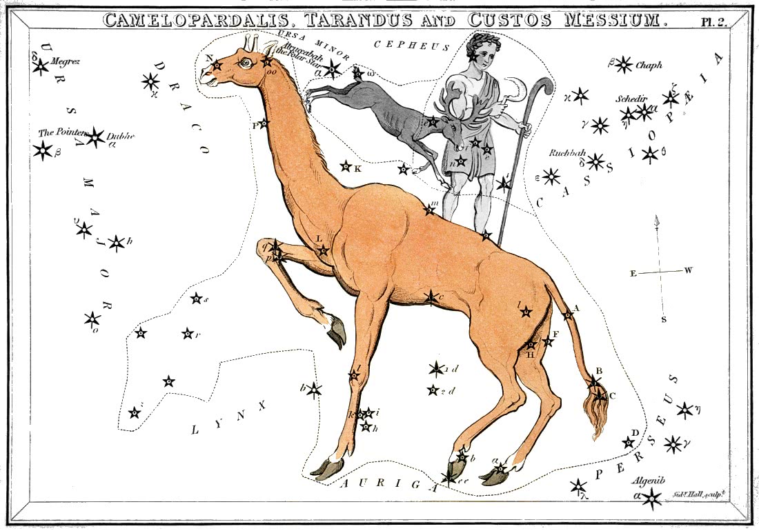 constellation Camelopardalis