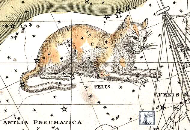 Felis constellation 2