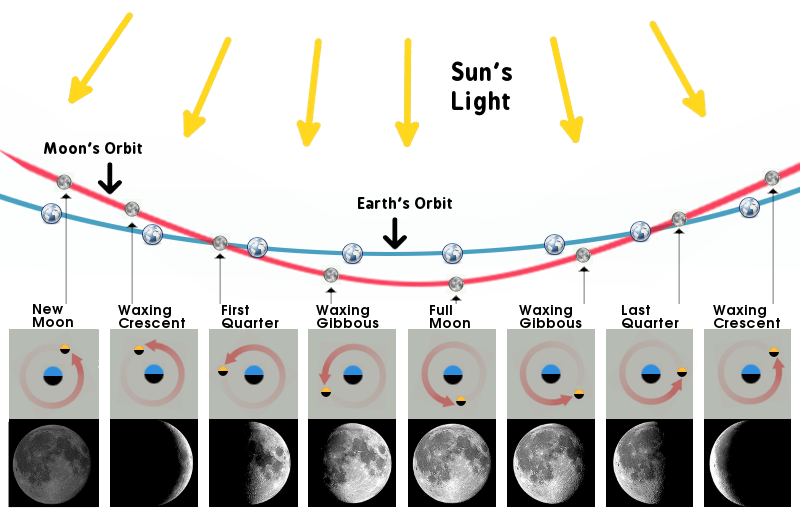 moon phases orbit