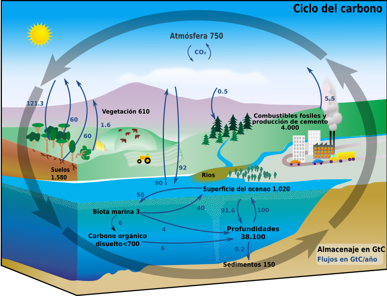 Carbon cycle diagram espanol